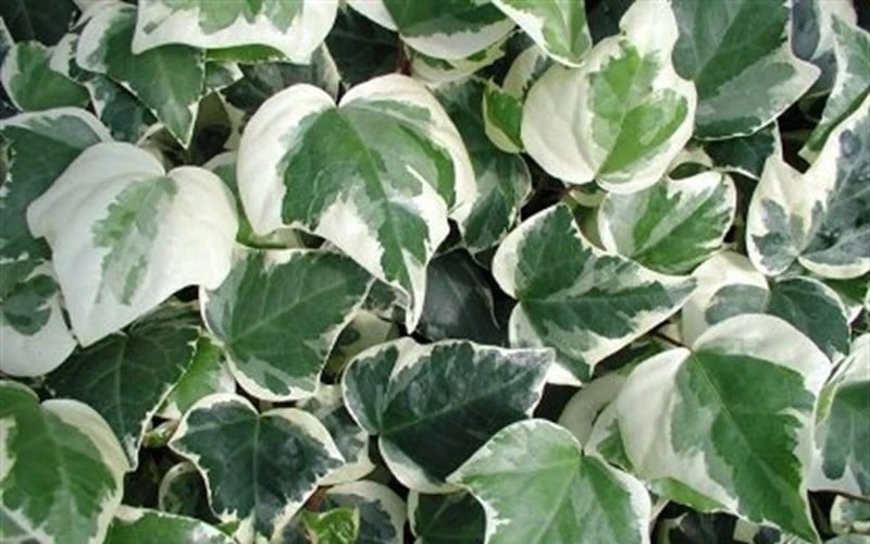 Variegated Algerian Ivy (Hedera algeriensis 'Gloire de Marengo') - 18 Pack of Pint Pots