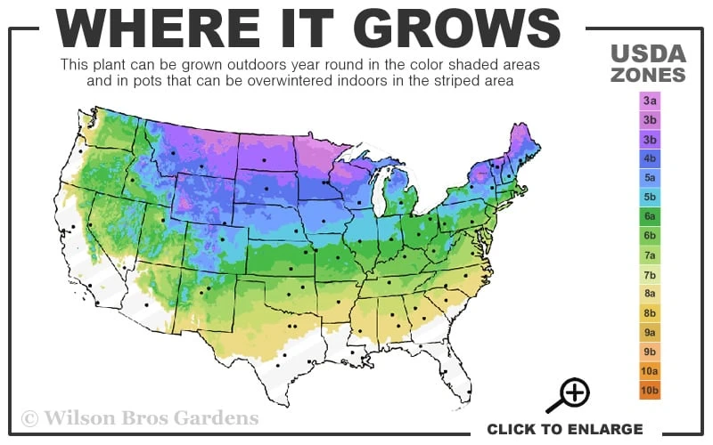 Poodle Tier Dwarf Alberta Spruce Topiary - 5 Gallon Pot