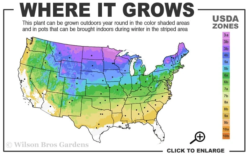 Berry White Panicle Hydrangea - 3 Gallon Pot
