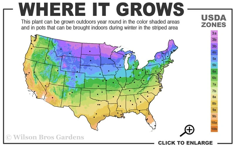 Hemstitched Reblooming Fragrant Bearded Iris- 1 Gallon Pot