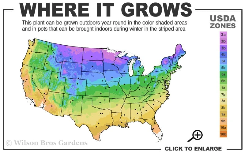 Pink Flamingo Clematis - 1 Gallon Pot