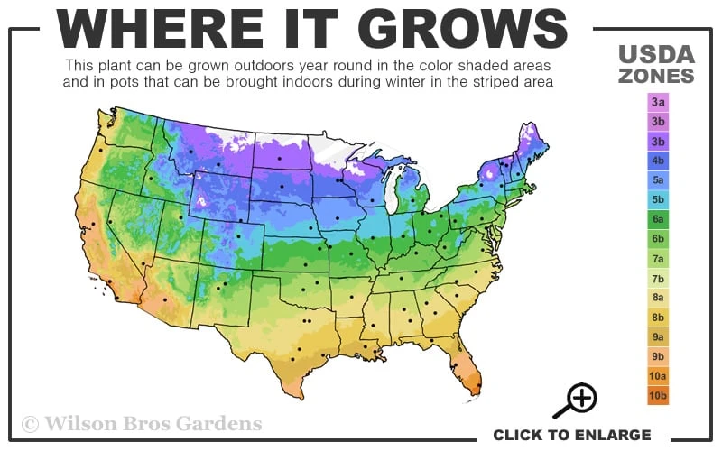 Warsaw Nike Clematis - 1 Gallon Pot