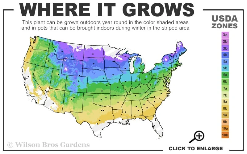 Planet Earth Arborvitae - 3 Gallon Pot