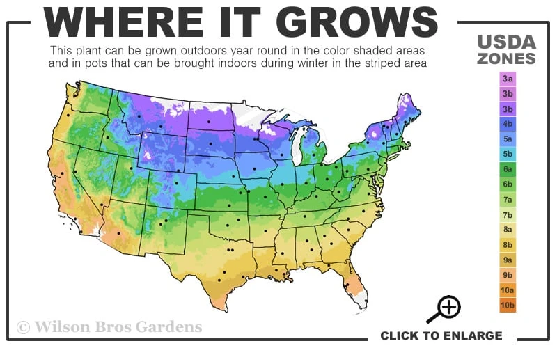 Samaritan Jo Clematis - 1 Gallon Pot