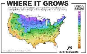 Guiding Promise Clematis - 1 Gallon Pot