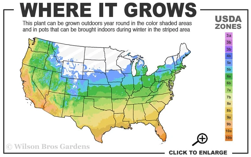 Dwarf Mondo Grass - 72 Pack of 3.5" Pint Pots
