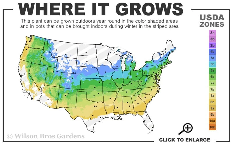 Dwarf English Boxwood Two-Ball Poodle Tier Topiary - 3 Gallon Pot