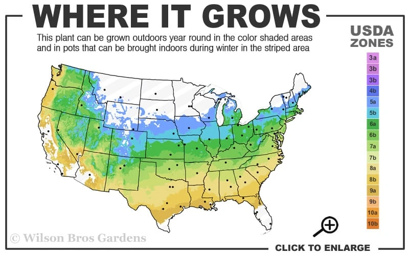 Ukigumo Floating Cloud Ghost Japanese Maple - 7 Gallon Pot