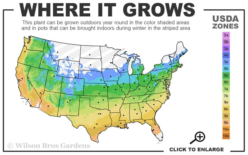 John Baldwin Pyramidal Boxwood - 3 Gallon Pot