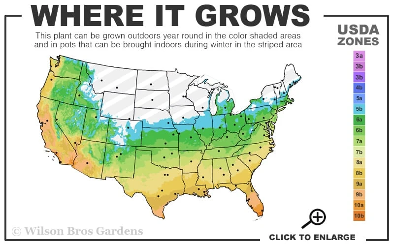 Claudia Wannamaker Southern Magnolia - 7 Gallon Pot (5-6')
