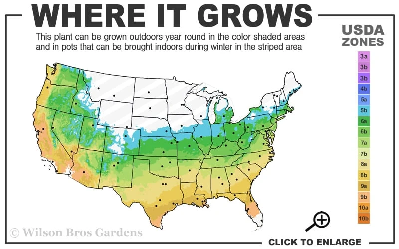 Orange Dream Japanese Maple - 2 Gallon Pot