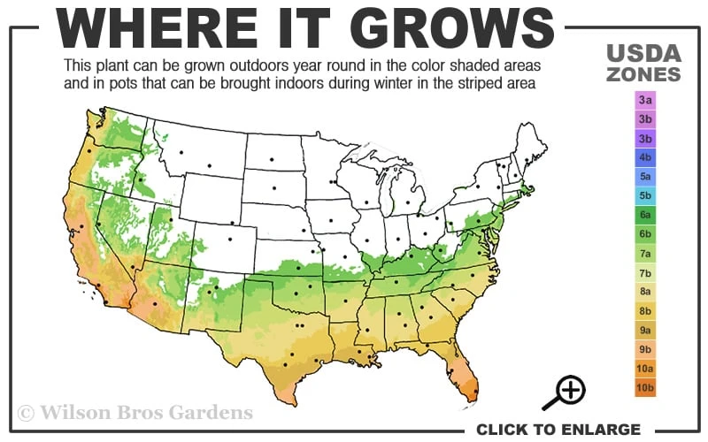 Russian 26 cold hardy pomegranate - 6 Pack of 1 Gallon Pots