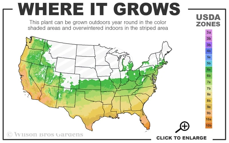 April Kiss Pink Double Flowered Camellia Japonica - 1 Gallon Pot