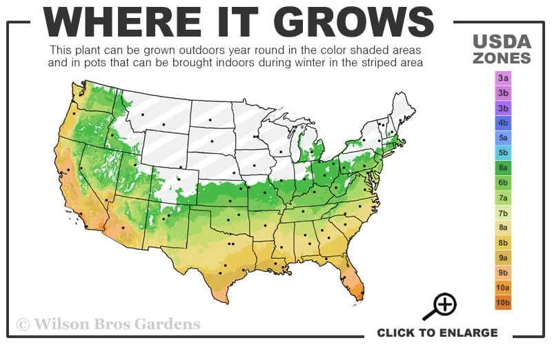 Variegated Liriope - Monkey Grass / Lilyturf - 10 Pack of Pint Pots