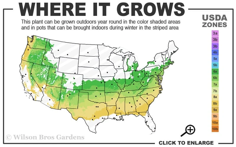 Schip Laurel (Prunus laurocersasus 'Schipkaensis') - 2 Gallon Pot