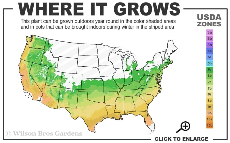 Yellow Crossvine (Bignonia) - 1 Gallon Pot
