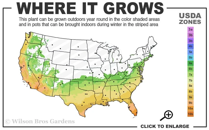 Fortune's Cold Hardy Tea Olive (Fragrant Osmanthus) - 1 Gallon Pot