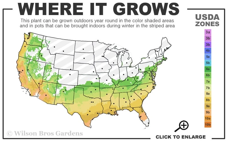 Vernon Rabbiteye Blueberry - 1 Gallon Pot