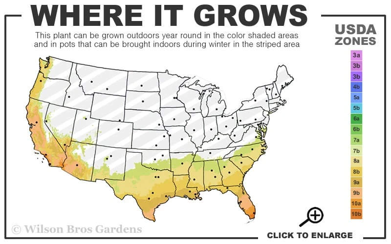 Divinely Blue Deodar Cedar Tree (Single Trunk Topiary) - 3 Gallon Pot