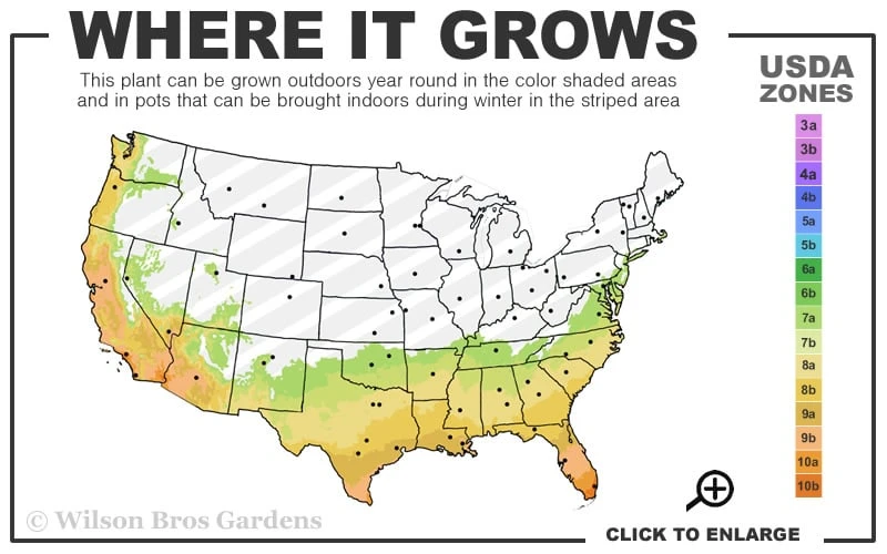 Jack Frost Ligustrum (Privet) - 3 Gallon Pot