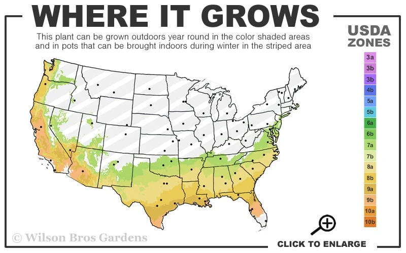 Sweet Tea Mountain Gordlinia - 5 Gallon Pot