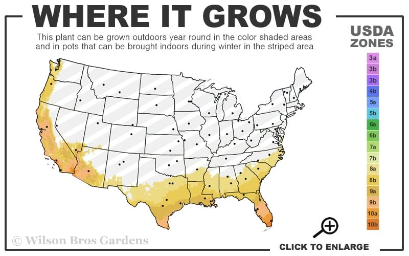Creeping Fig (Ficus Pumila) - 5 Pack of Quart Pots