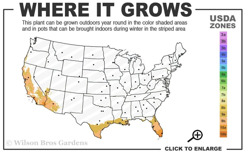 Meyer Lemon Tree (Citrus x meyeri) - 5 Gallon Pot
