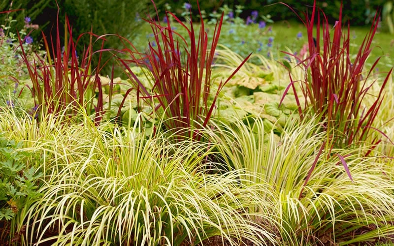 Golden Sweet Flag - Acorus gramineus 'Ogon' - 18 Count Flat of Pint Pots