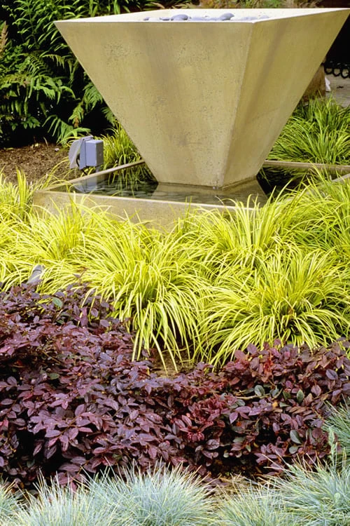 Golden Sweet Flag - Acorus gramineus 'Ogon' - 18 Count Flat of Pint Pots