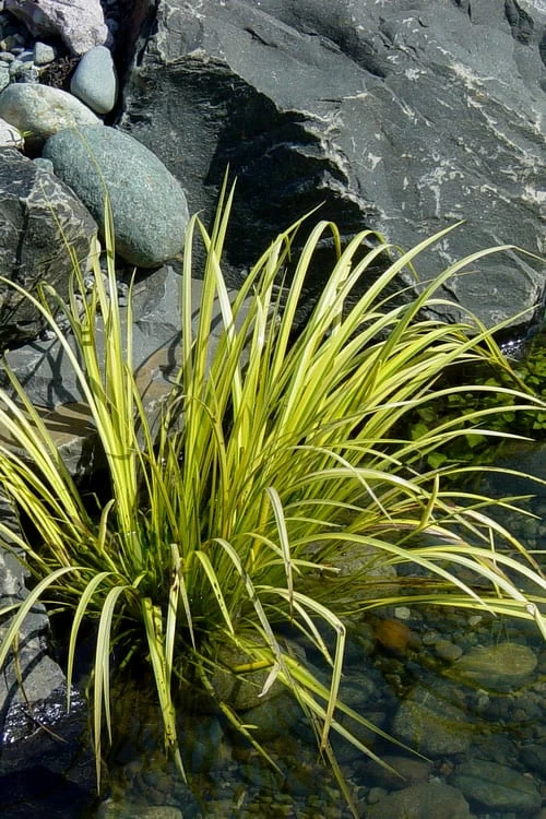 Golden Sweet Flag - Acorus gramineus 'Ogon' - 18 Count Flat of Pint Pots