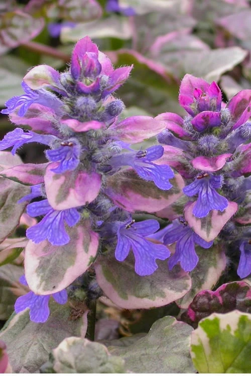 Burgundy Glow Ajuga - Bugleweed - 10 Count Flat of 4" Pint Pots