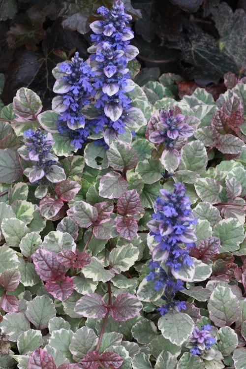 Burgundy Glow Ajuga - Bugleweed - 10 Count Flat of 4" Pint Pots