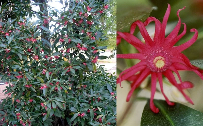 Florida Anise - Illicium floridanum - 1 Gallon Pot