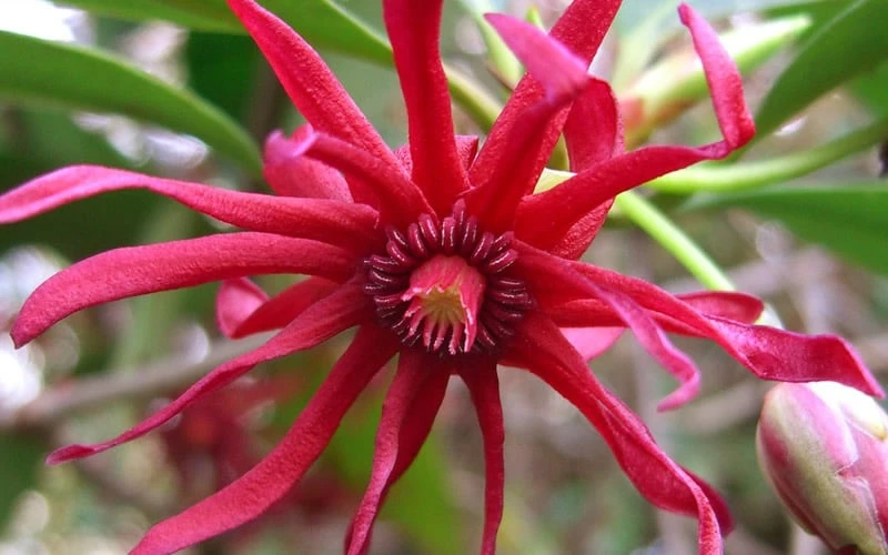Florida Anise - Illicium floridanum - 1 Gallon Pot