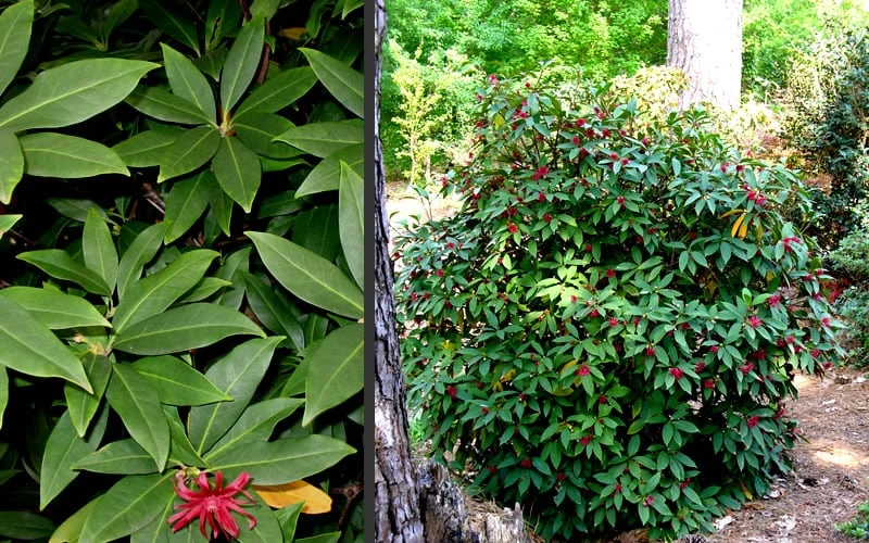 Florida Anise - Illicium floridanum - 1 Gallon Pot