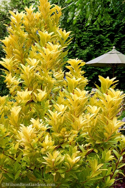 Florida Sunshine Anise - 1 Gallon Pot