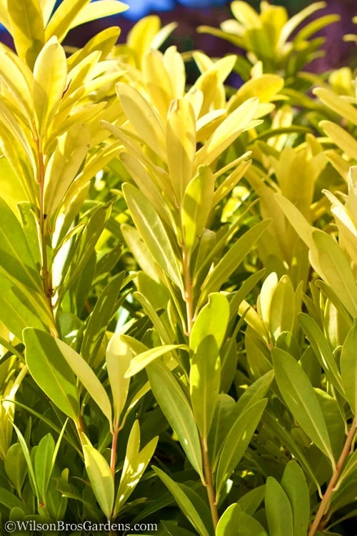 Florida Sunshine Anise - 1 Gallon Pot