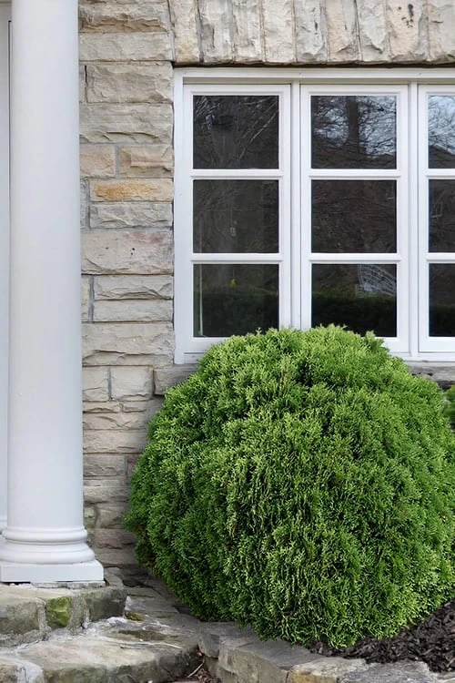 Planet Earth Arborvitae - 3 Gallon Pot