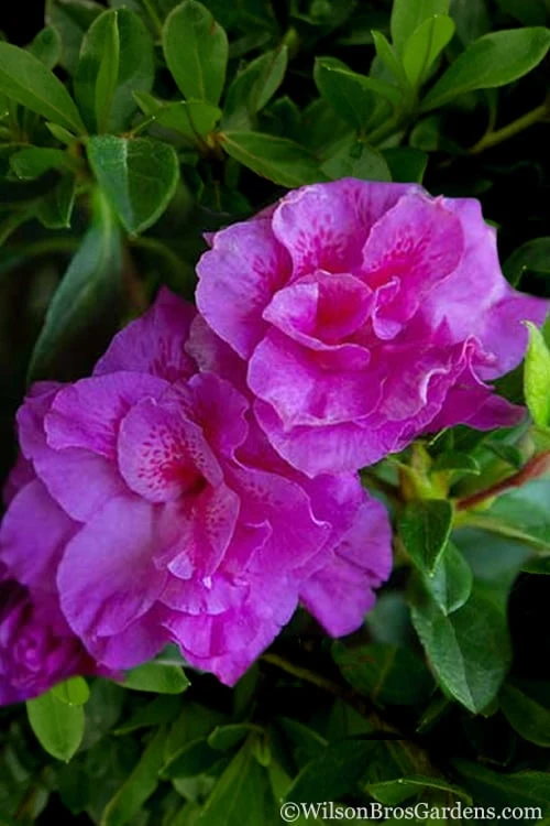 Autumn Majesty Encore Azalea - 3 Gallon Pot