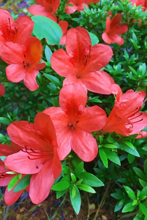 Flame Creeper Dwarf Spreading Azalea - 1 Gallon Pot