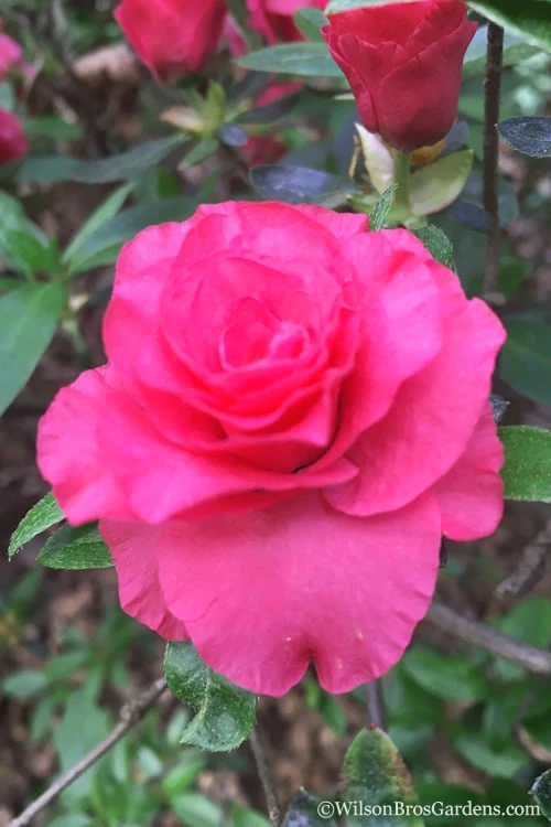 Rosebud Azalea - 2 Gallon Pot
