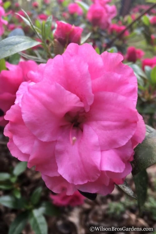 Rosebud Azalea - 2 Gallon Pot