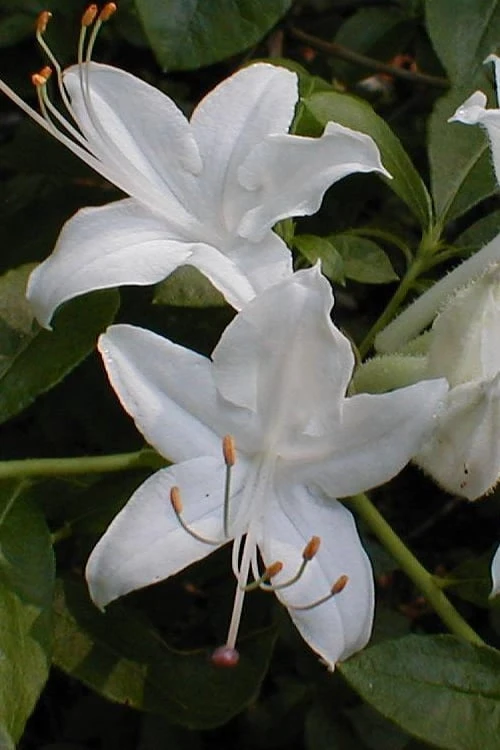 Texas Azalea (Rhododendron oblongifolium) - 1 Gallon Pot