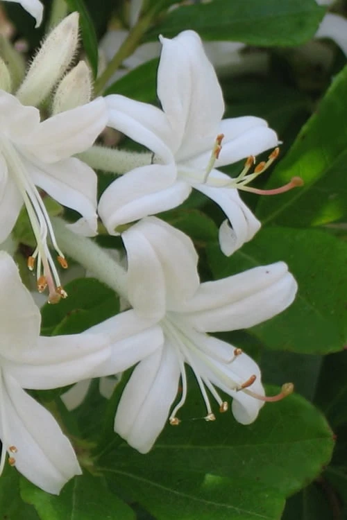 Texas Azalea (Rhododendron oblongifolium) - 1 Gallon Pot