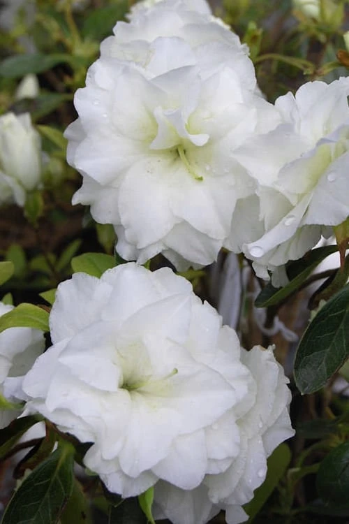 White Rosebud Azalea - 6 Pack of 1 Gallon Pots