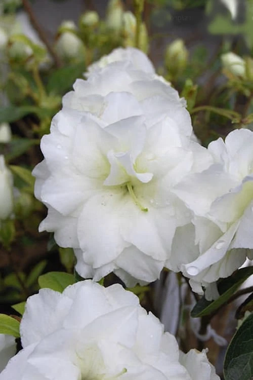 White Rosebud Azalea - 6 Pack of 1 Gallon Pots