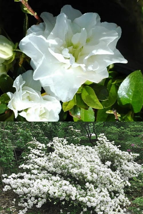White Rosebud Azalea - 6 Pack of 1 Gallon Pots