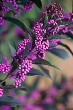 Pearl Glam Beautyberry - Callicarpa - 1 Gallon Pot