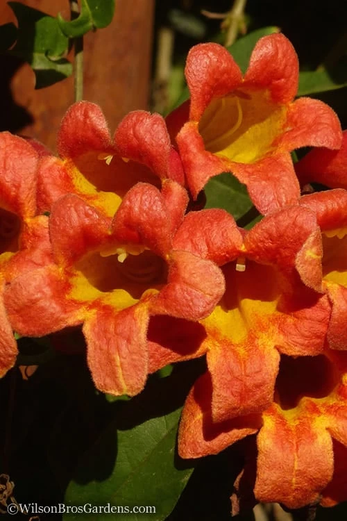 Tangerine Beauty Crossvine Bignonia - 6 Pack of 1 Gallon Pots