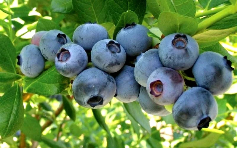 Misty Southern Highbush Blueberry - 3 Gallon Pot